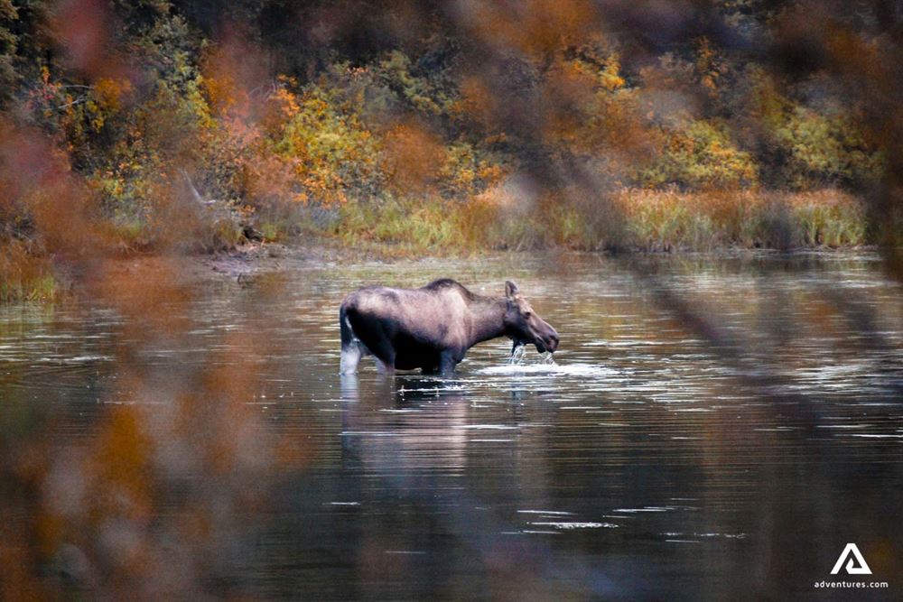 Moose in the Big Salmon river