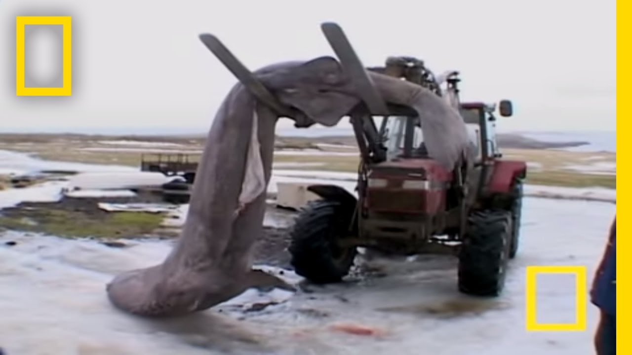 Eating Rotten Shark | National Geographic