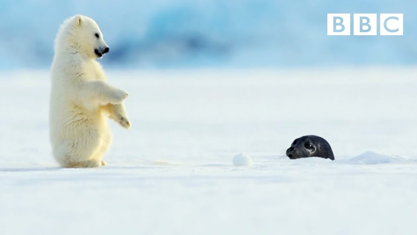 Polar bear cub scared by a seal!