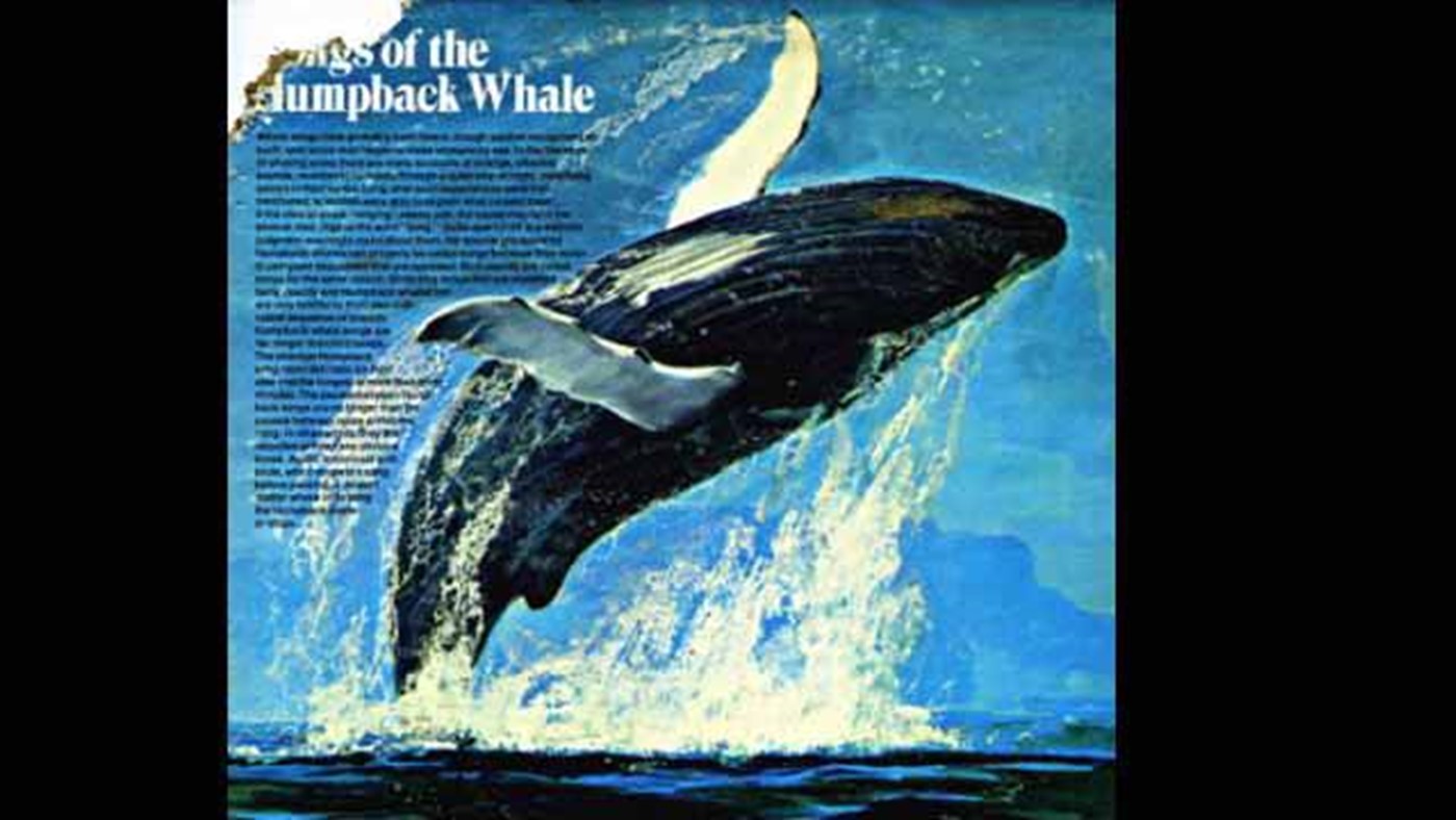 Songs Of The Humpback Whale - by Dr. Roger Payne
