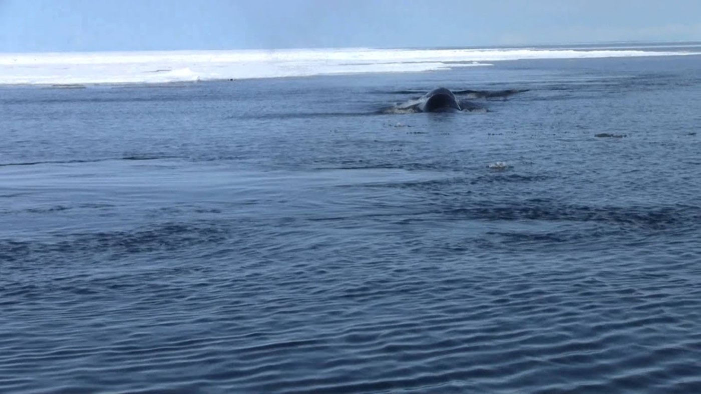 Bowhead Whale in Nunavut