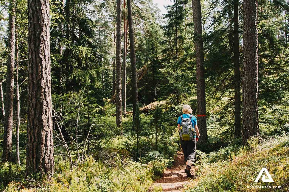 people hiking a narrow forest trail in sweden on sunny summer day