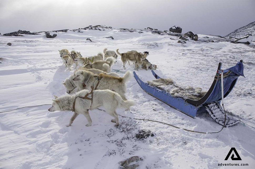 dogs resting after sledding in winter in greenland