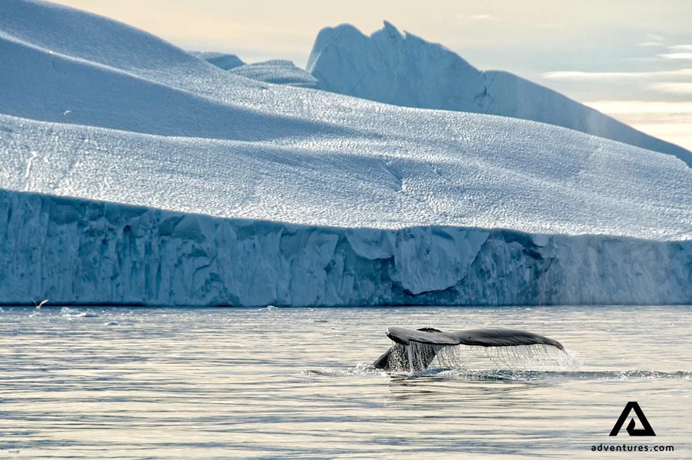 whale breaching icerbergs in the ocean in greenland