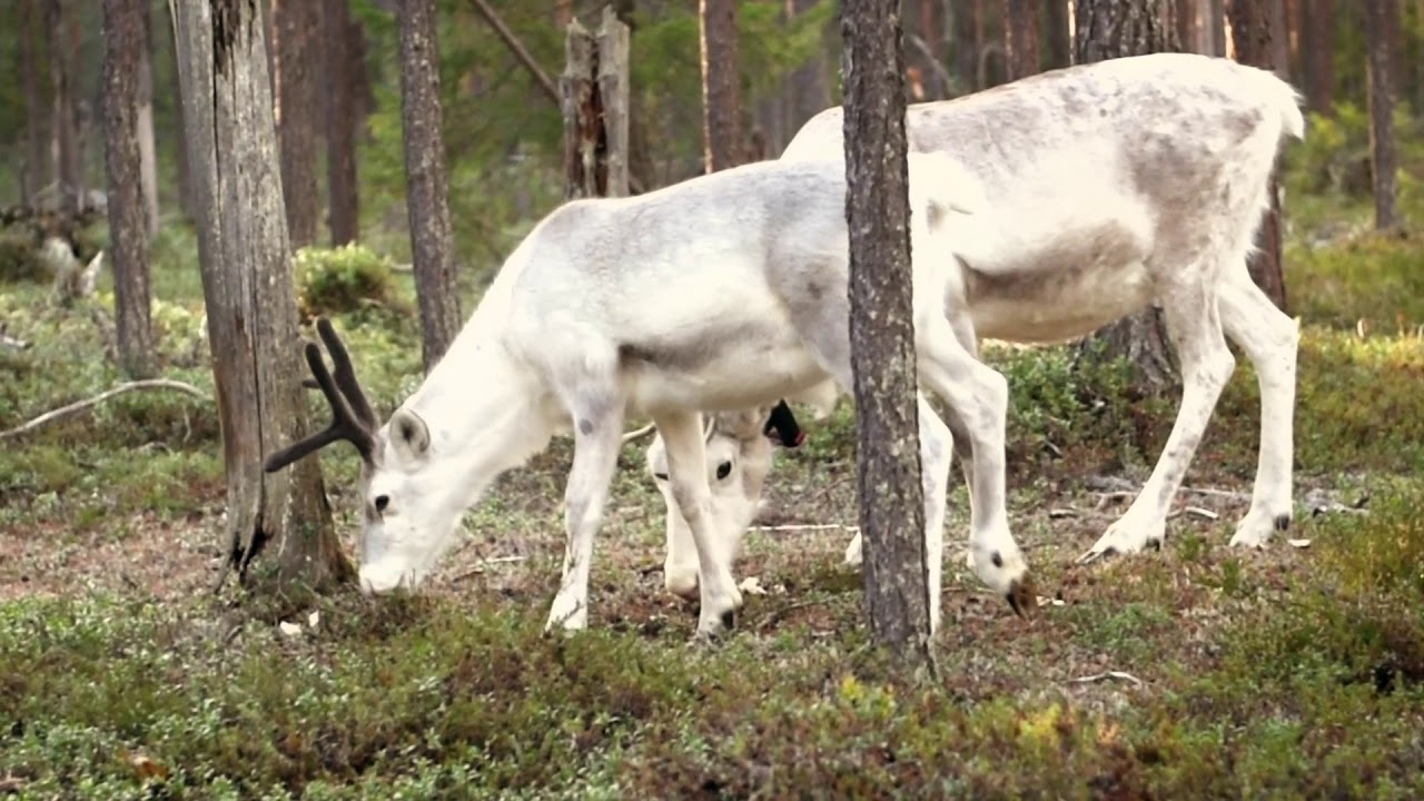 Karhunkierros Trail, Oulanka National Park
