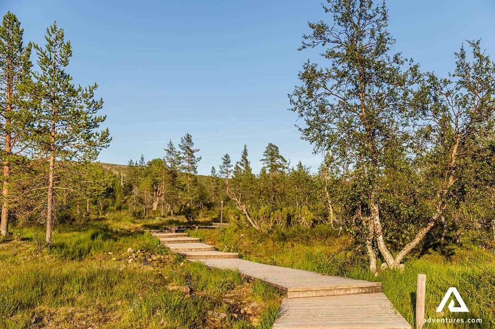 sunny wooden hiking path in urho kekkonen park