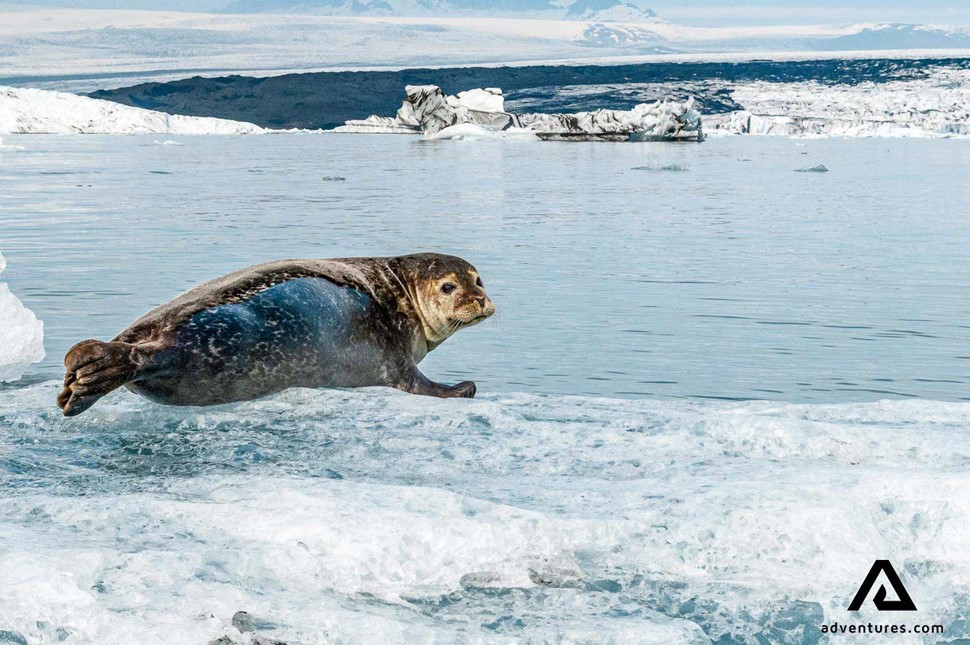 seal laying on the ice in jokulsarlon glacier lagoon