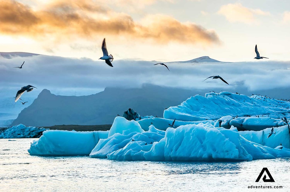 midnight sun birds flying in jokulsarlon glacier lagoon
