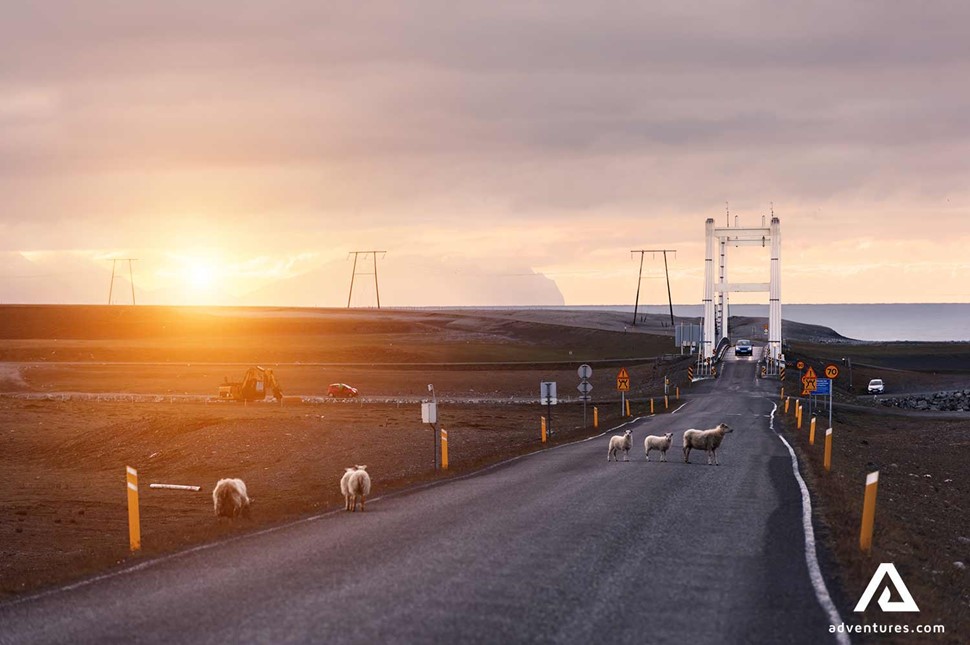 sheep crossing the road at sunrise in iceland