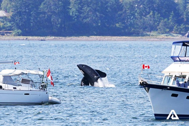 killer whale near small boats in vancouver