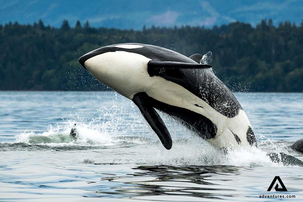 orca jumping in the ocean