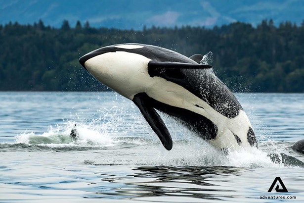 orca jumping in the ocean in vancouver