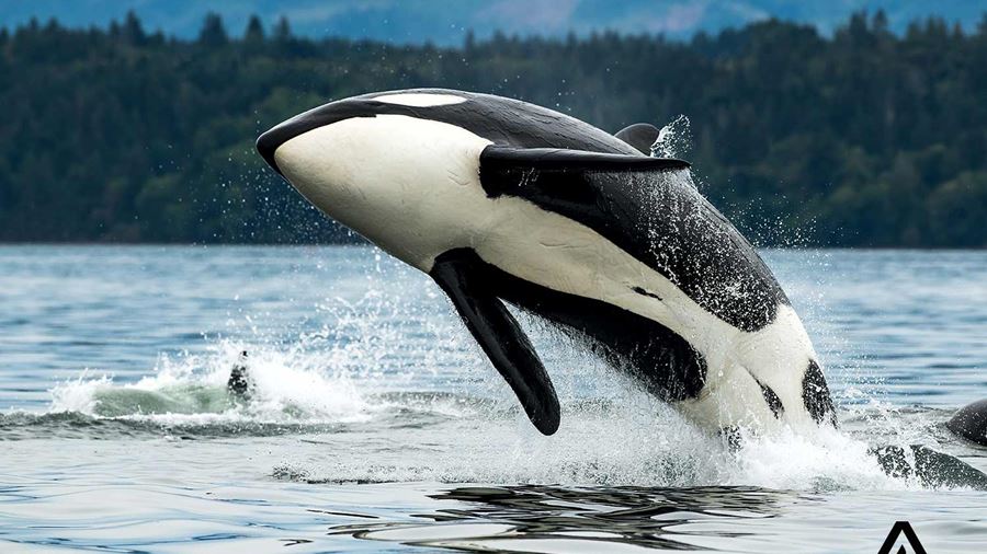 orca jumping in the ocean