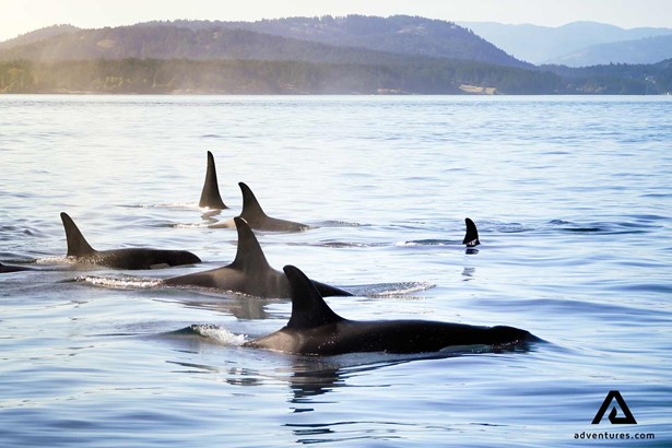 killer whale orcas in vancouver british columbia
