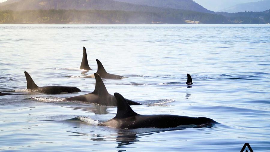 killer whale orcas in vancouver