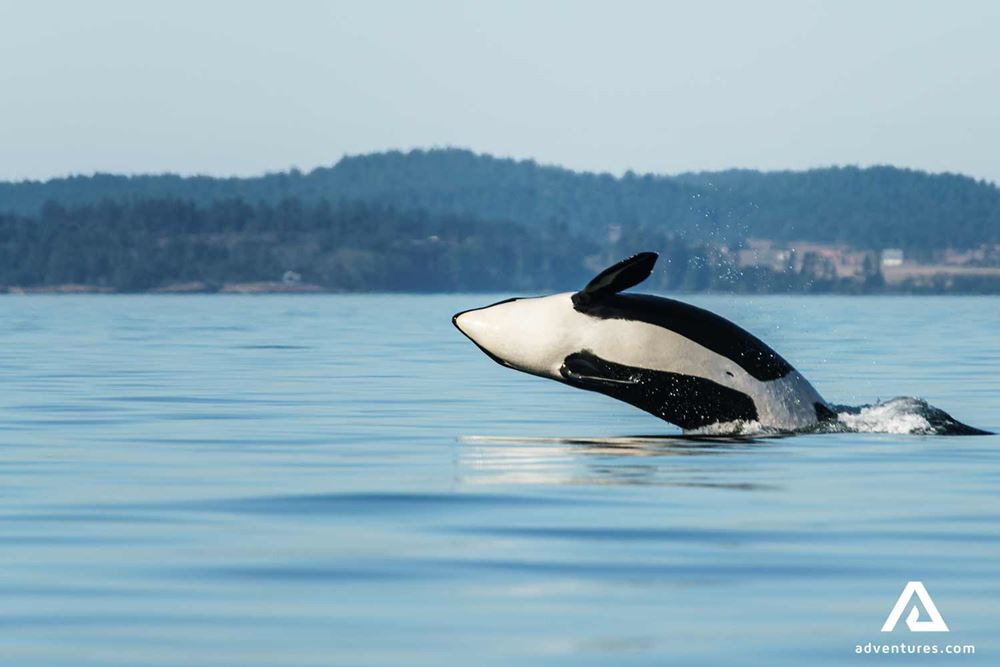 orca high breaching