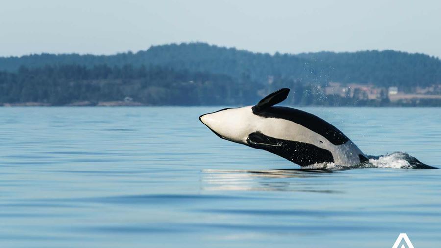 orca high breaching