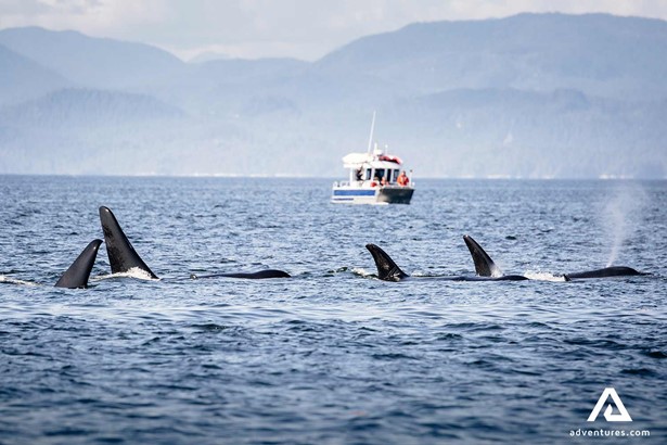 view of the small boat and orcas in british columbbia