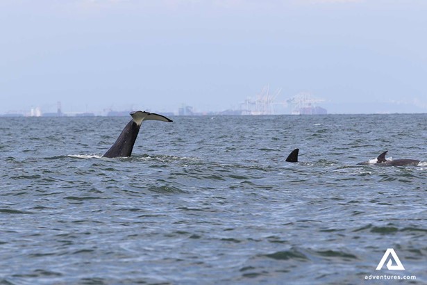 whale tale breaching in vancouver island