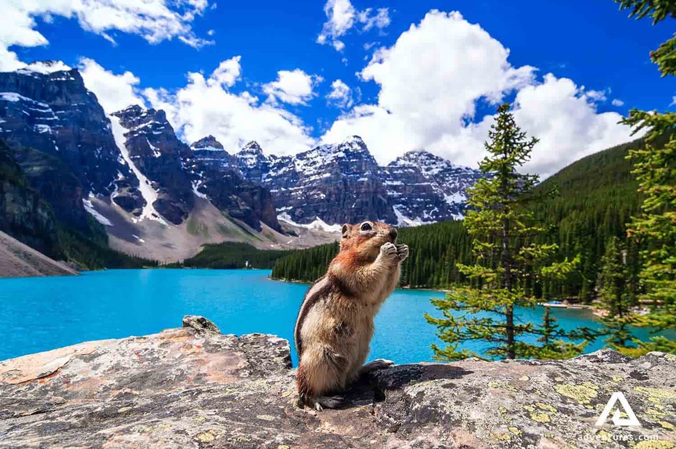 small squirrel eating at moraine lake in canada