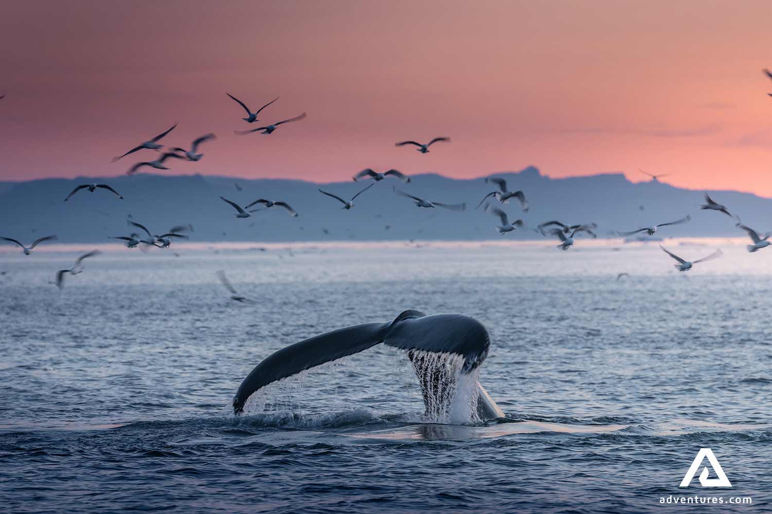 humpback whale in the ocean in greenland