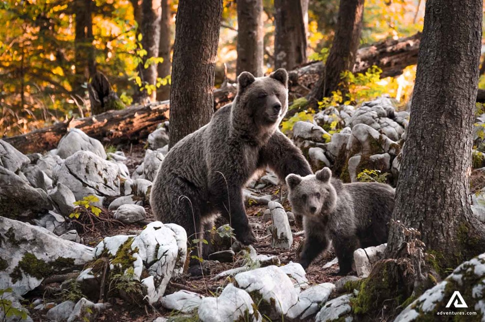 Bear cub with mother in the forest