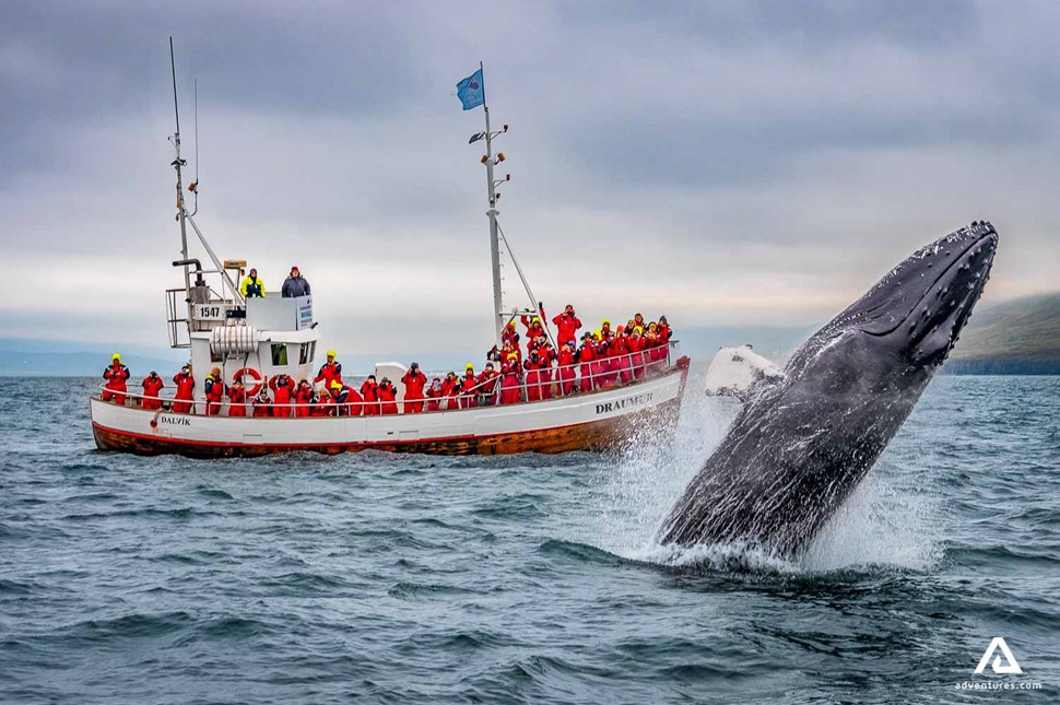 people on a red boat watching a whale
