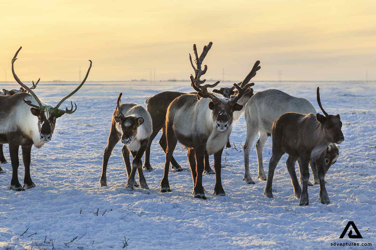 Living with the Arctic Cowboys of Finland's Reindeer Territory