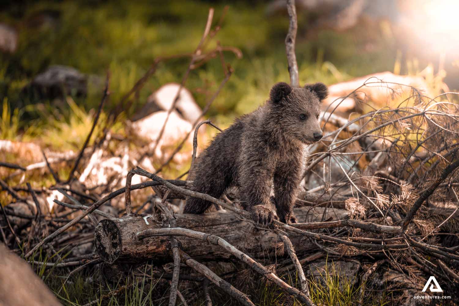 Brown Bear cub