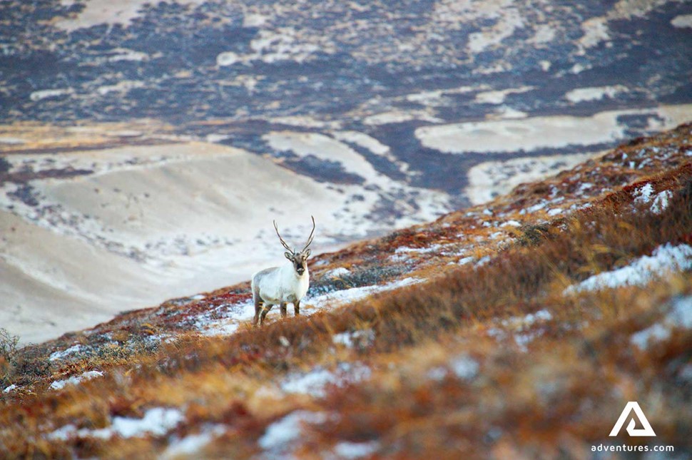 reindeer in greenland mountains 