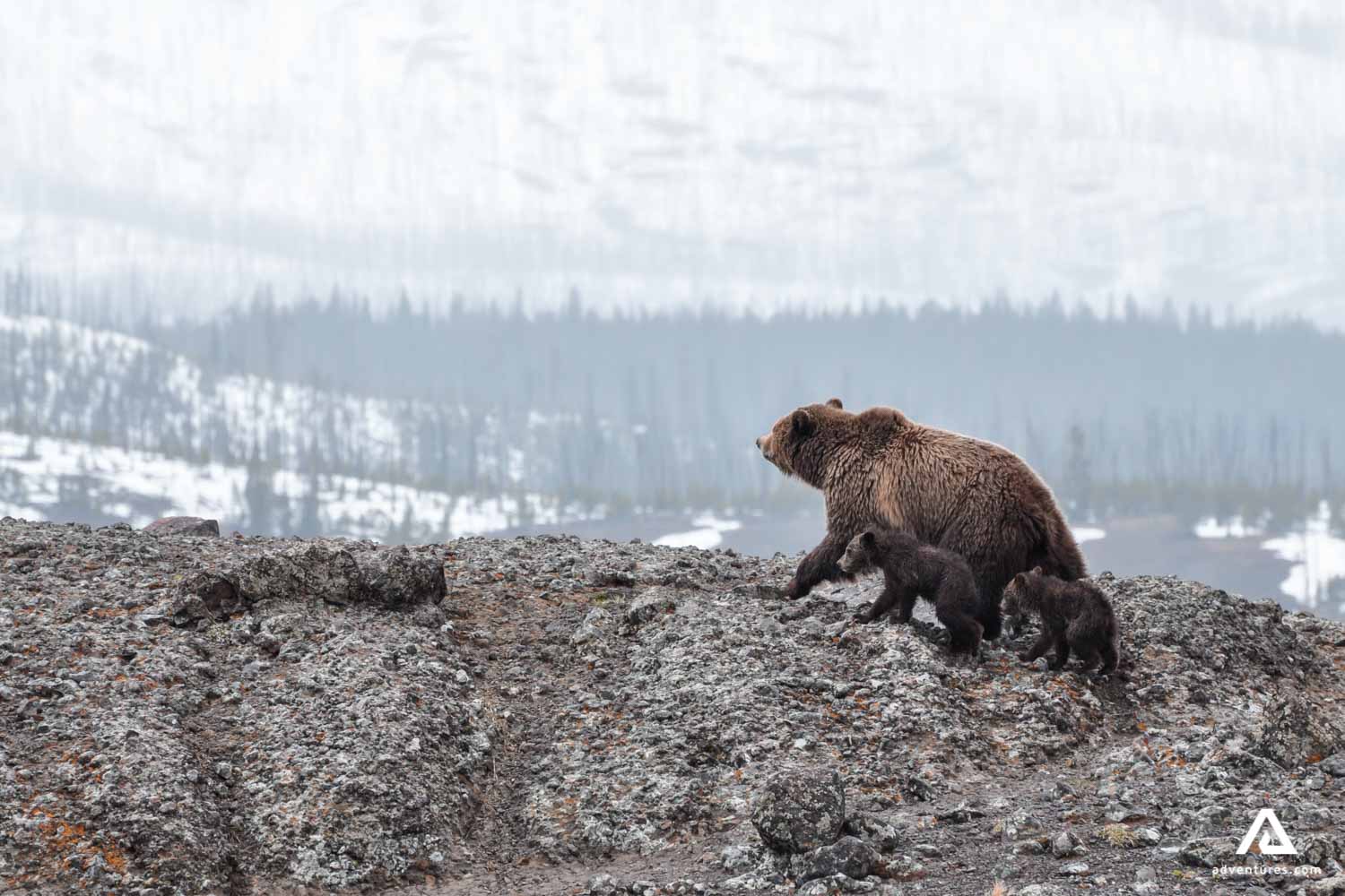 Grizzly bear and cubs