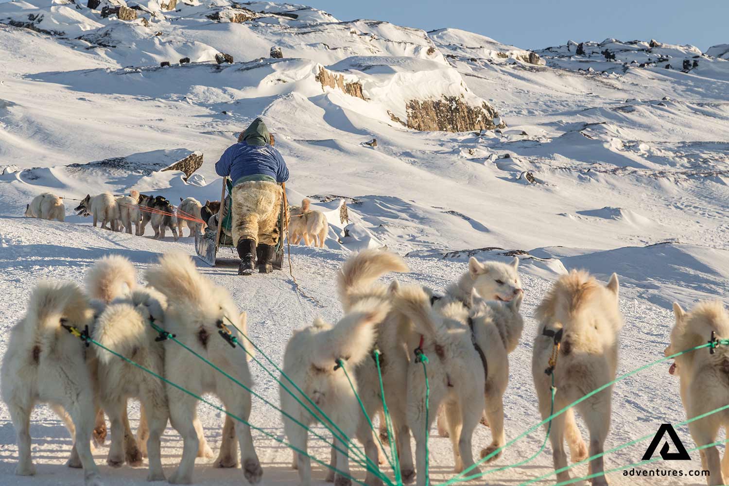 dogs sledding in greenland
