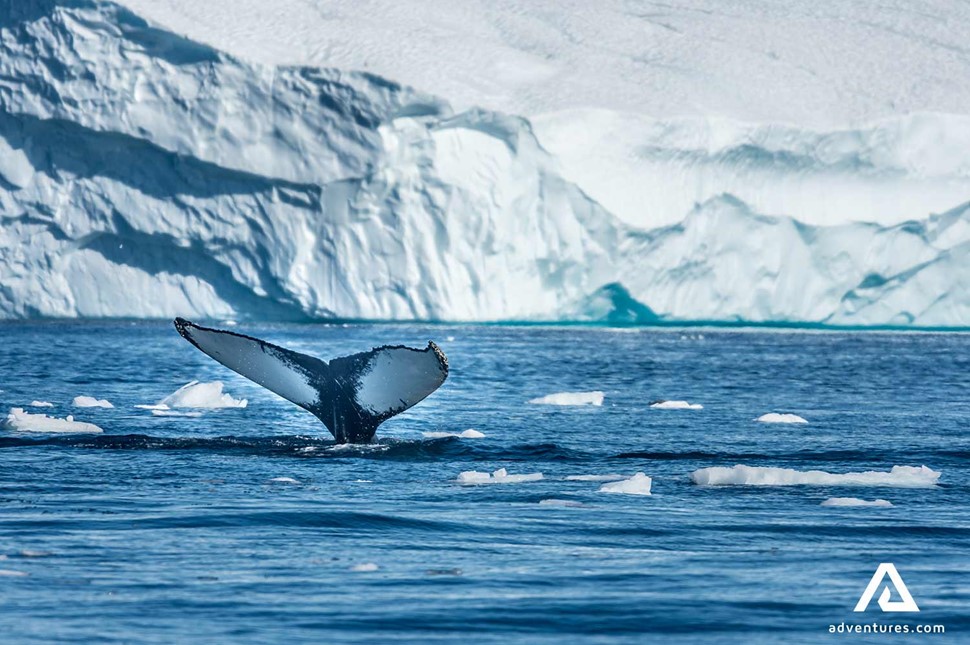 whale breaching in the ocean in greenland 