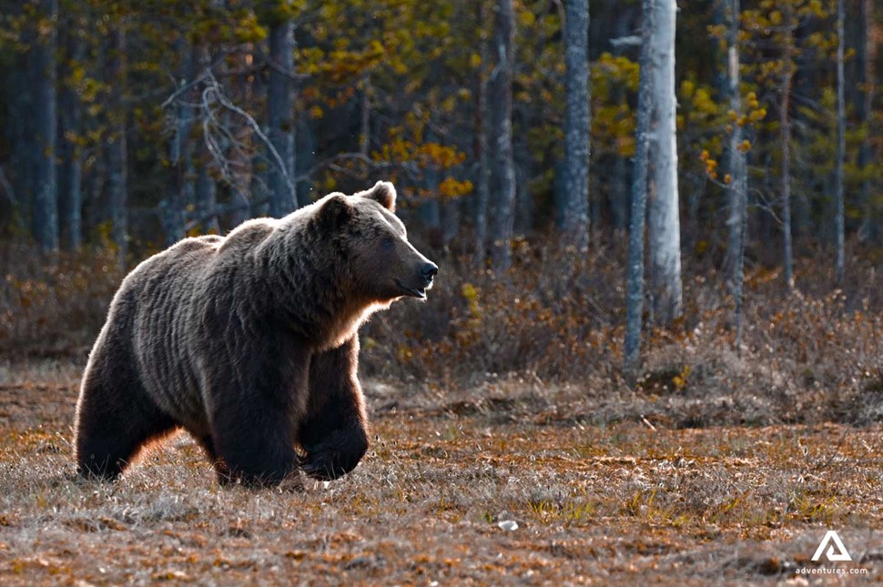 Bear Walking 