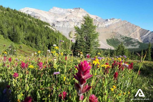 colorful mountain flowers in canada