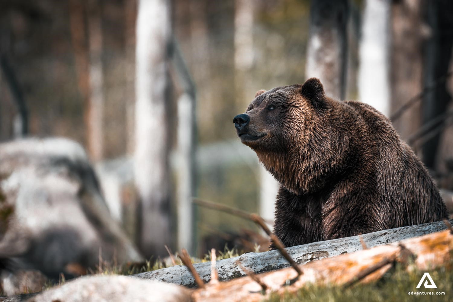 Brown Bear in the forest