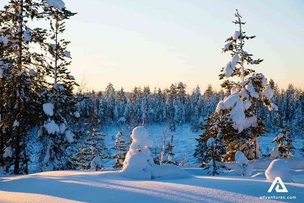 winter forest pine trees in rovaniemi area 