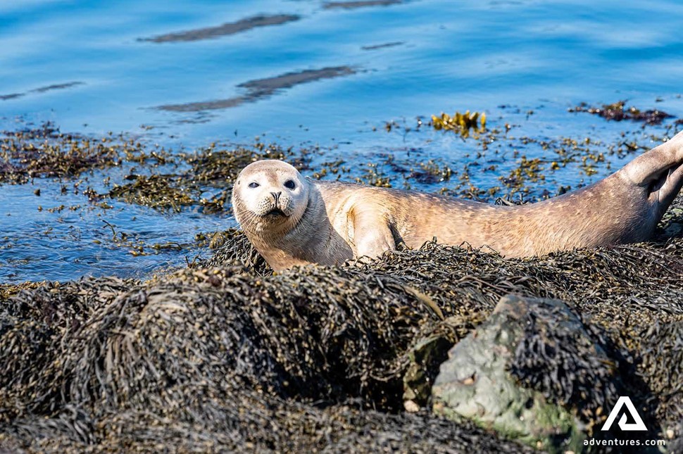 seal relaxing at ytri tunga in iceland 