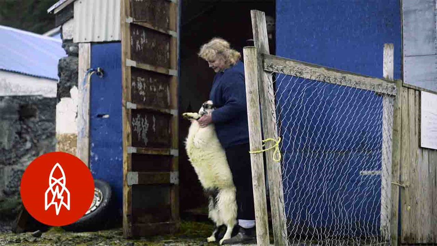 This Woman Saved the Icelandic Goat