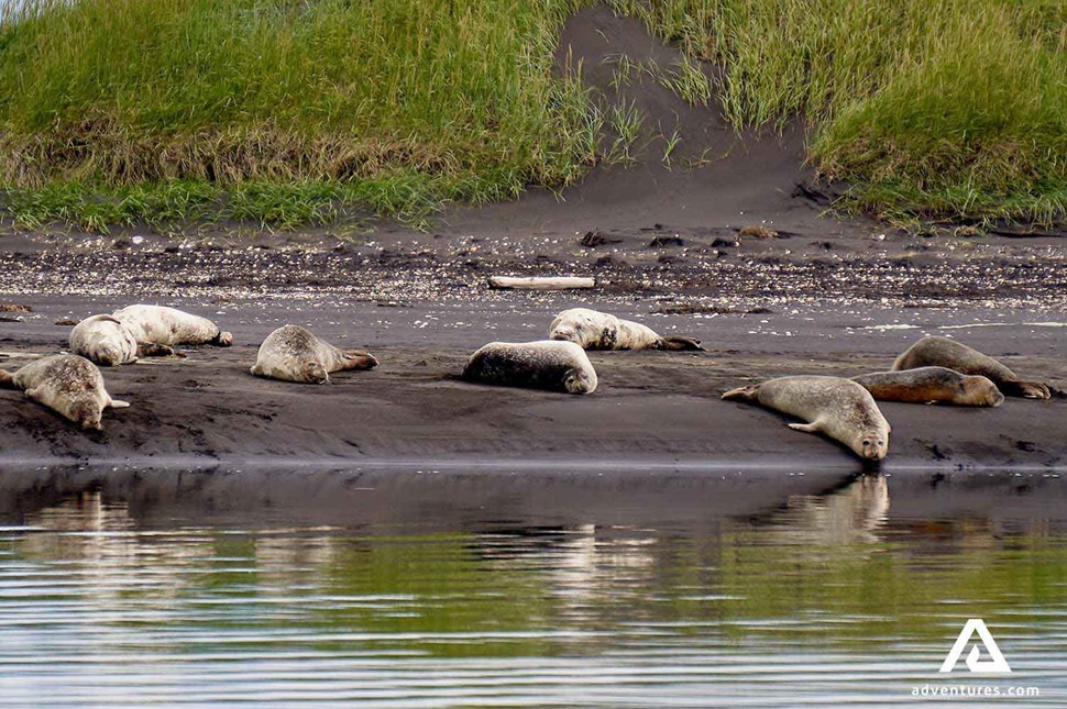 resting seals in iceland