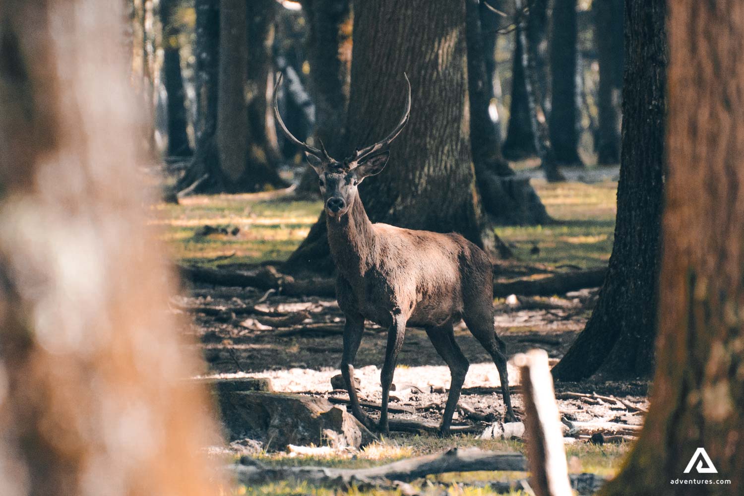 Caribou in the forest