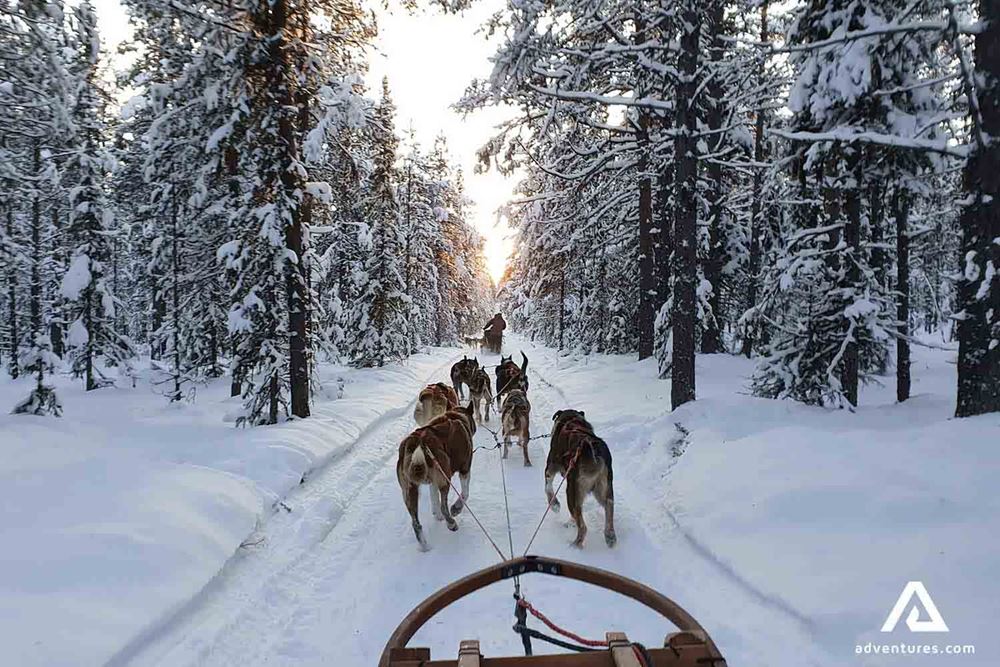 dog sledding in winter in sweden 