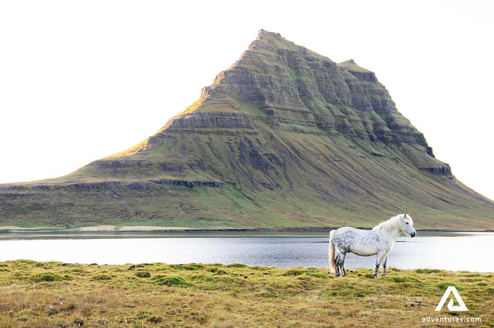 white horse and kirkjufell mountain in iceland