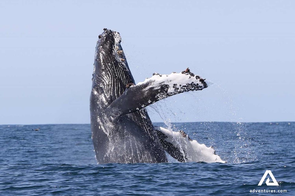 whale jumping out of water in iceland