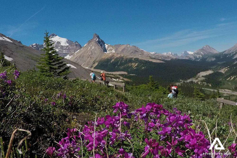 flowers in Banff Jasper National Parks 