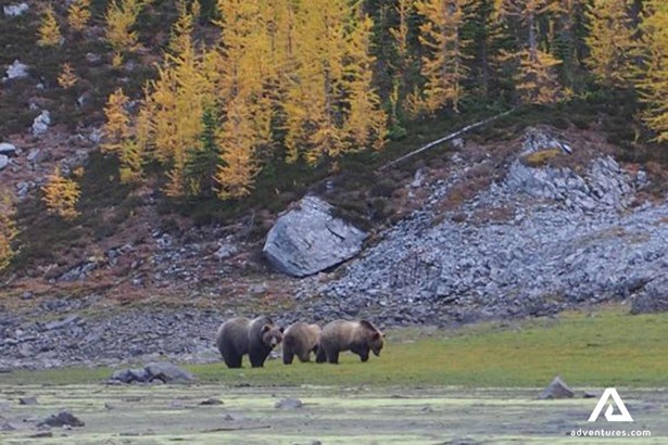 backcountry wildlife bears in canada