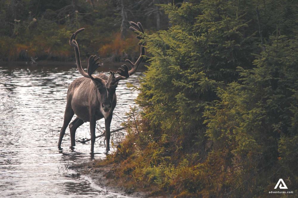 Caribou in the river
