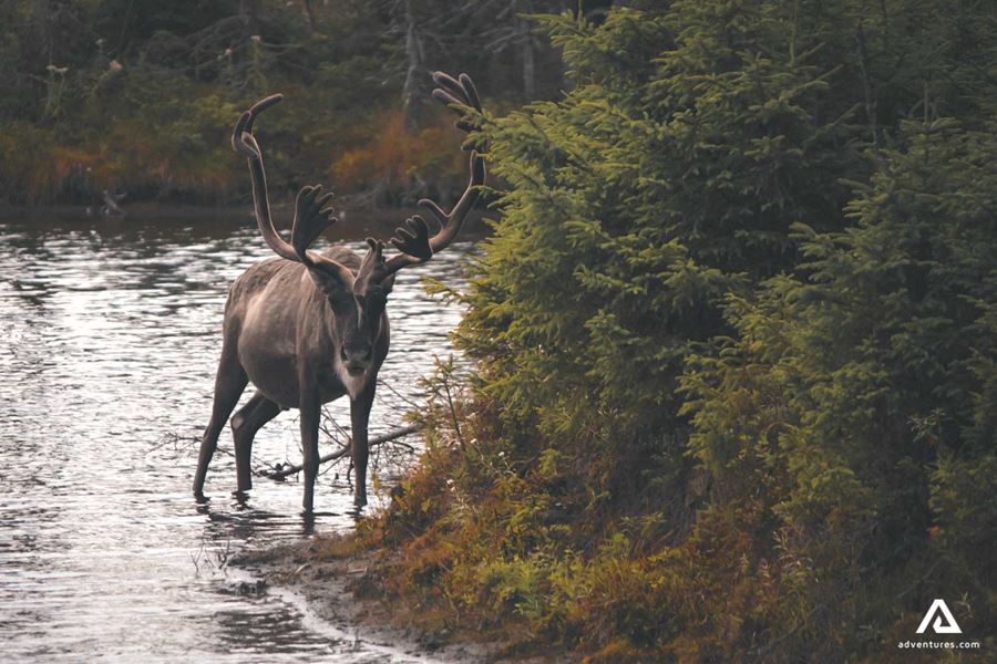 Canoeing Hike Trip On Wind River In Yukon - Main Image