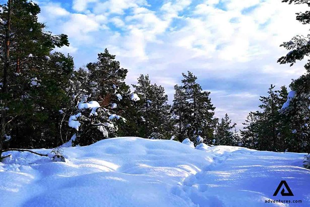 forest full of snow in Sweden