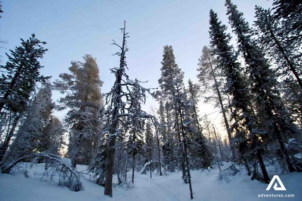 forest on winter at Sweden